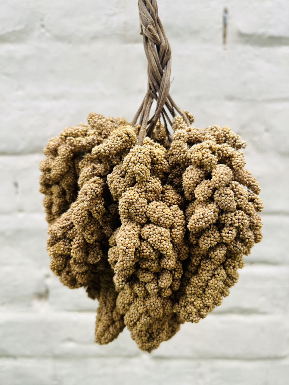 Foxtail millet bunch